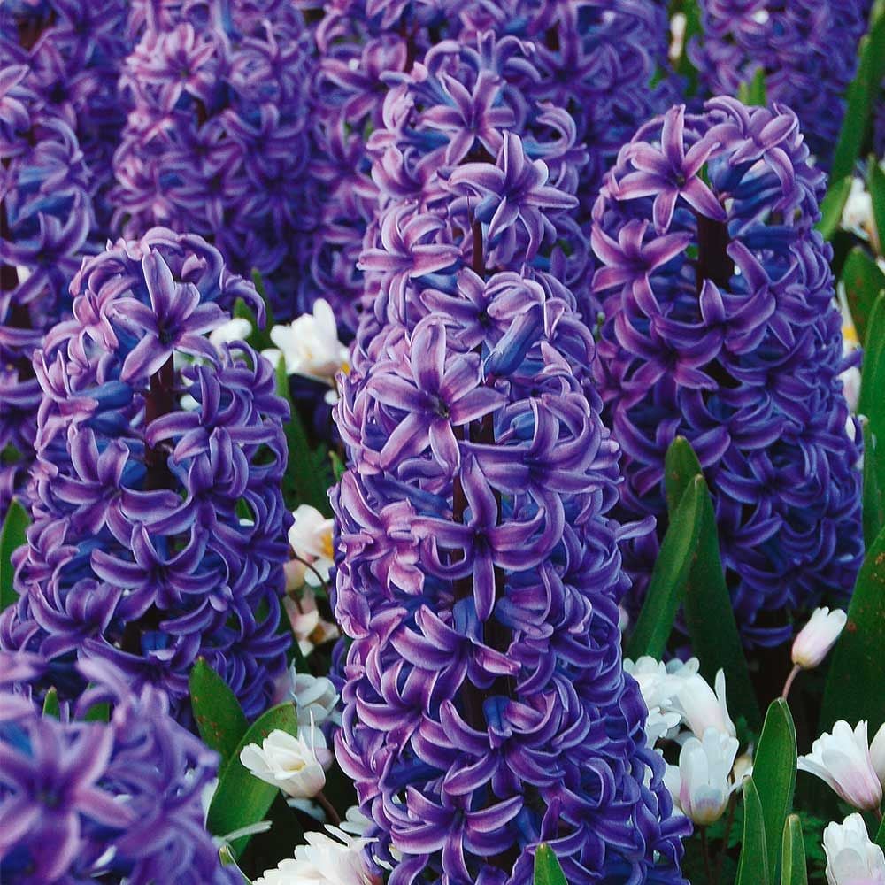 Blue Hyacinth Mix