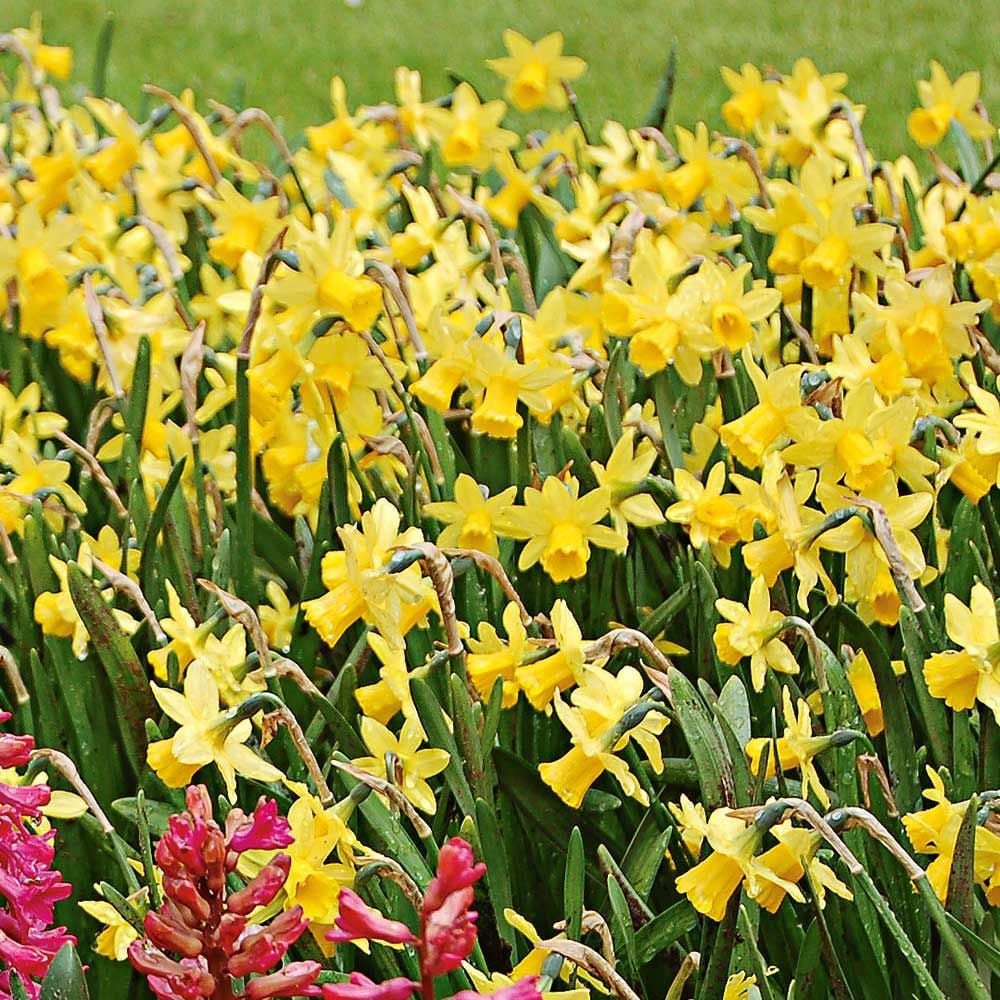Narcissus 'Tête-à-Tête'