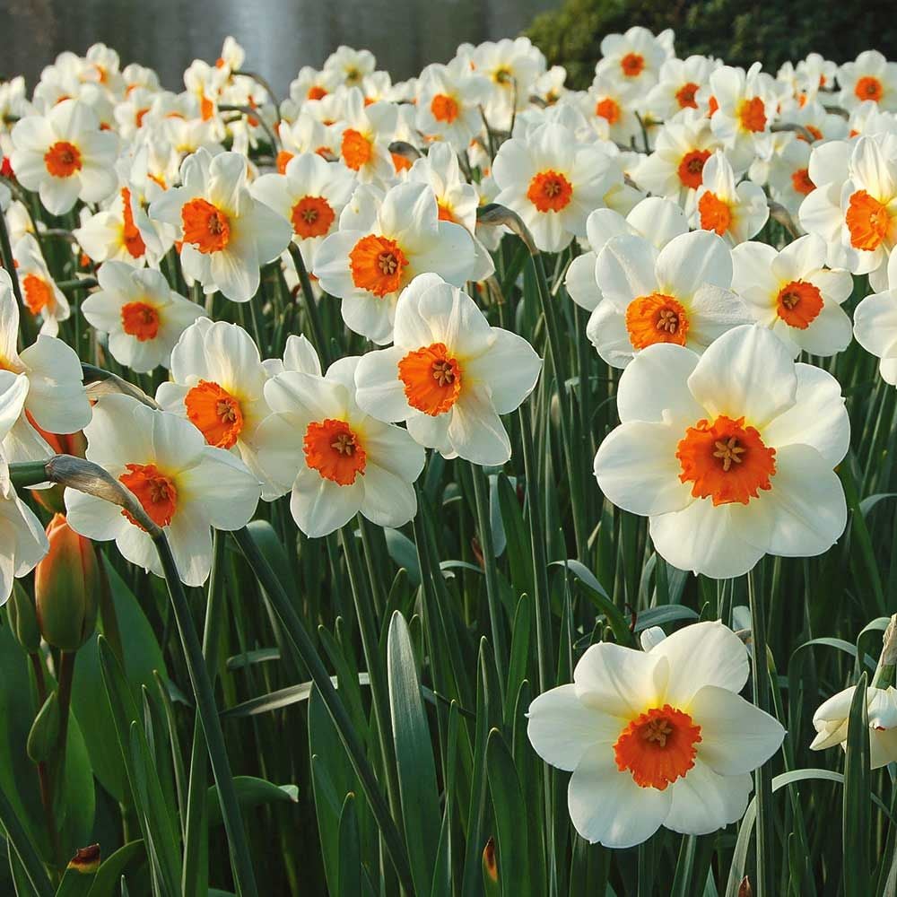 Small-Cupped Narcissus Mix