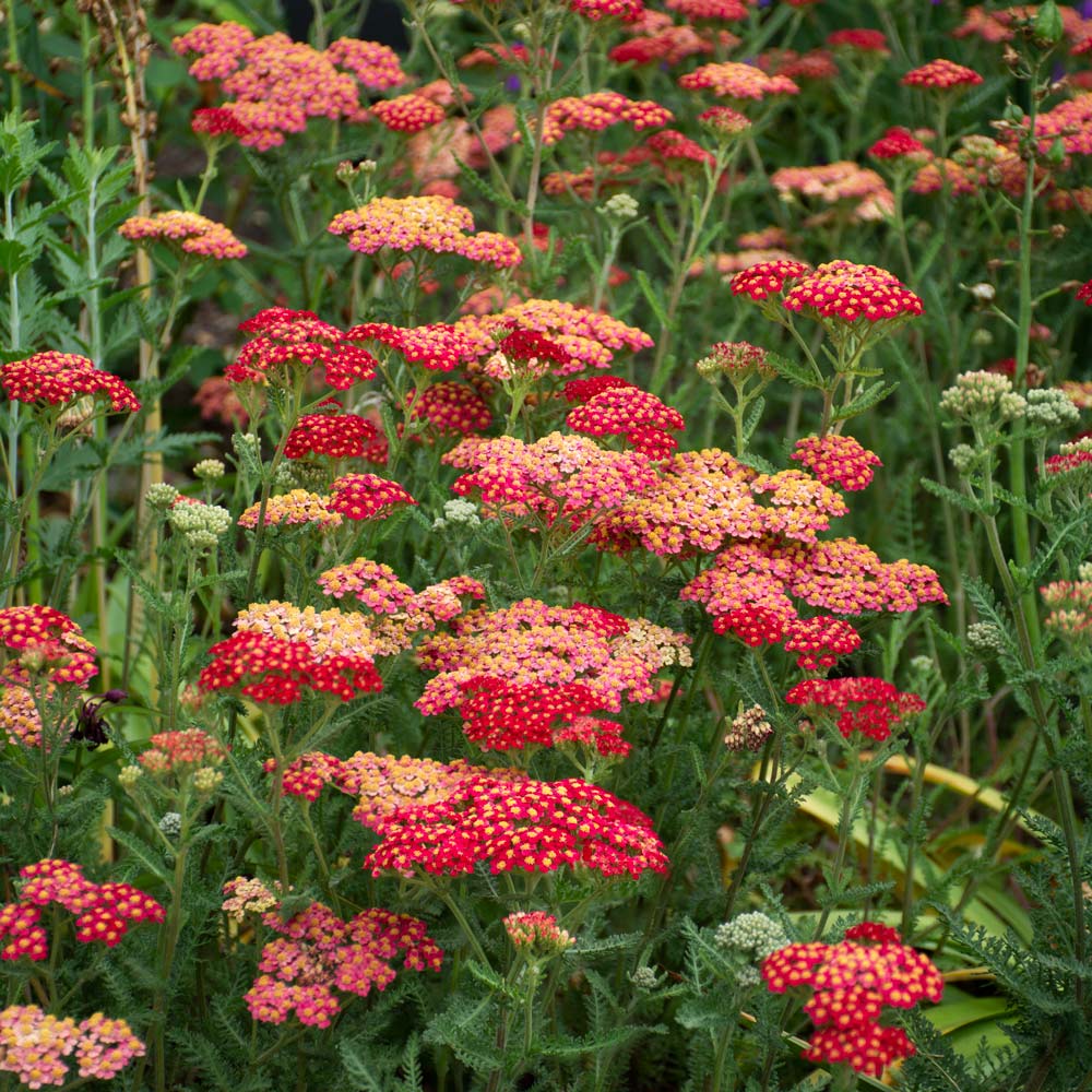 Achillea & Allium Collection - Red Highlights