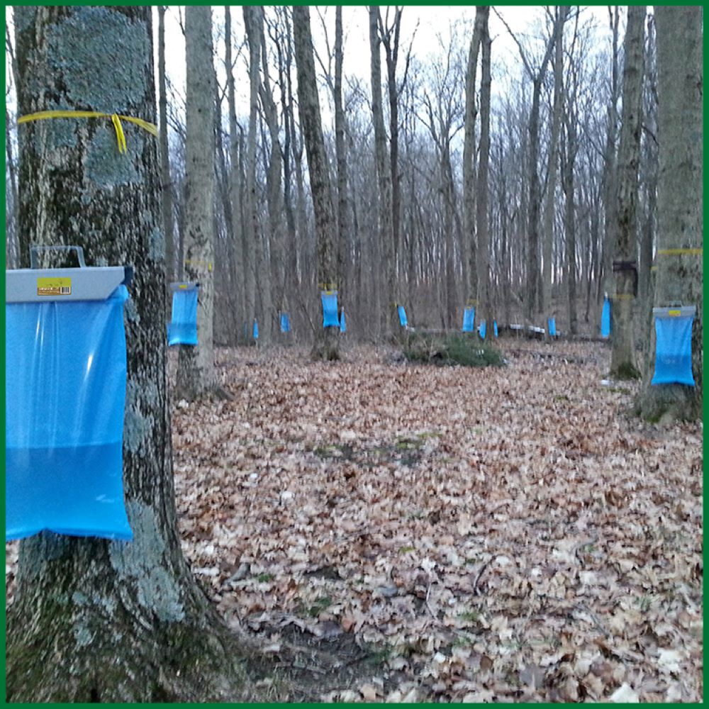 Sap Bag Holder for Maple Sugaring