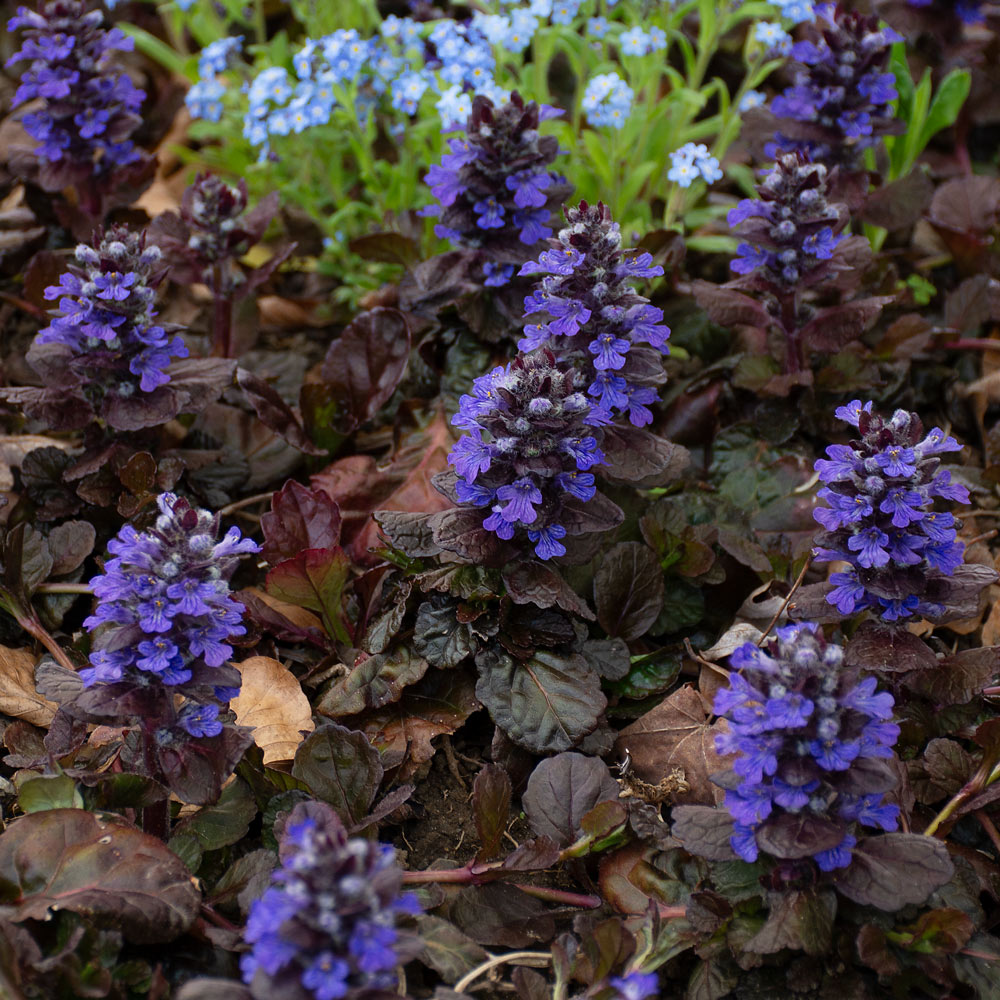 Autumn Tapestry Fall Container Garden