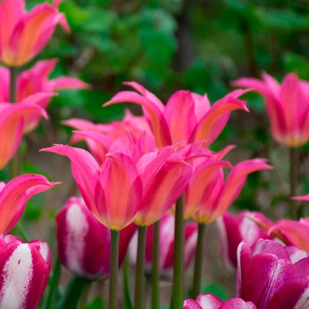 Brilliant Ballet Tulip Trio