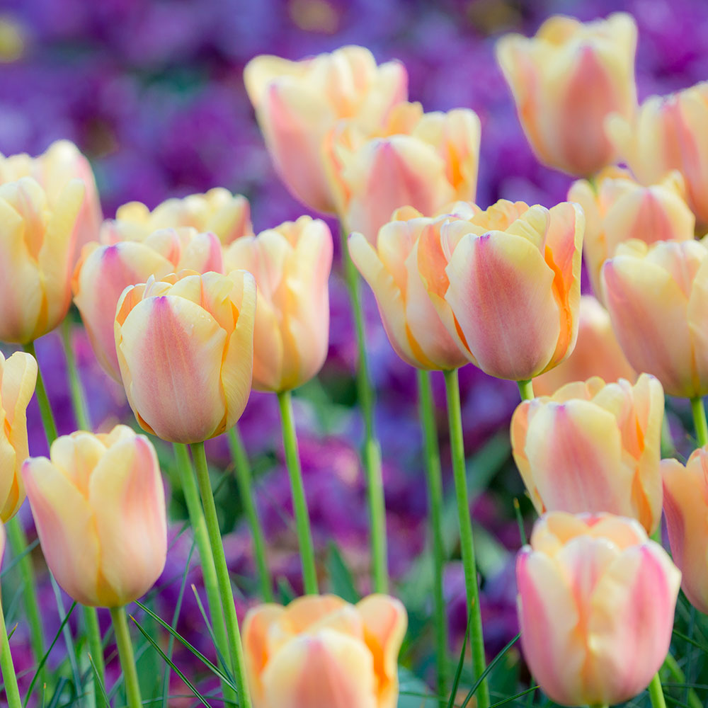 Watercolor Tulip Collection
