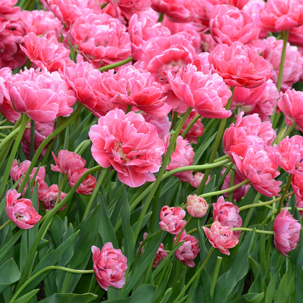 Watercolor Tulip Collection