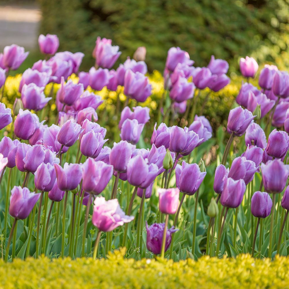 Tulip 'Louvre'