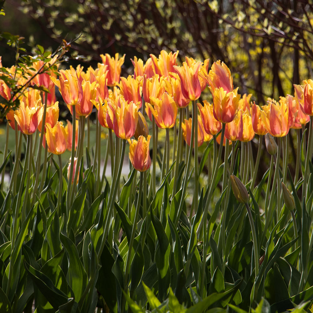 Painted Petals Tulip Collection