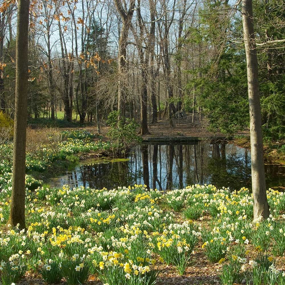 The Works Daffodil Mix, Southern Style
