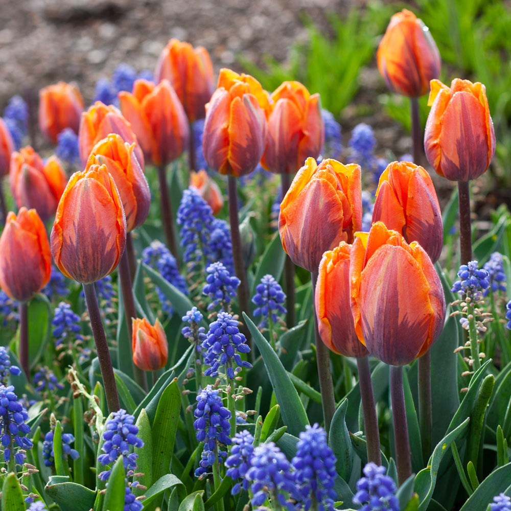 Crown Jewels Tulip Trio