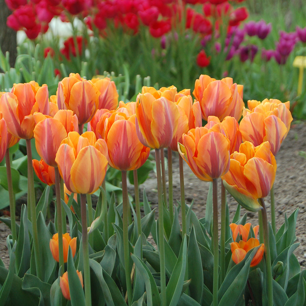 Tulip 'Prinses Irene'