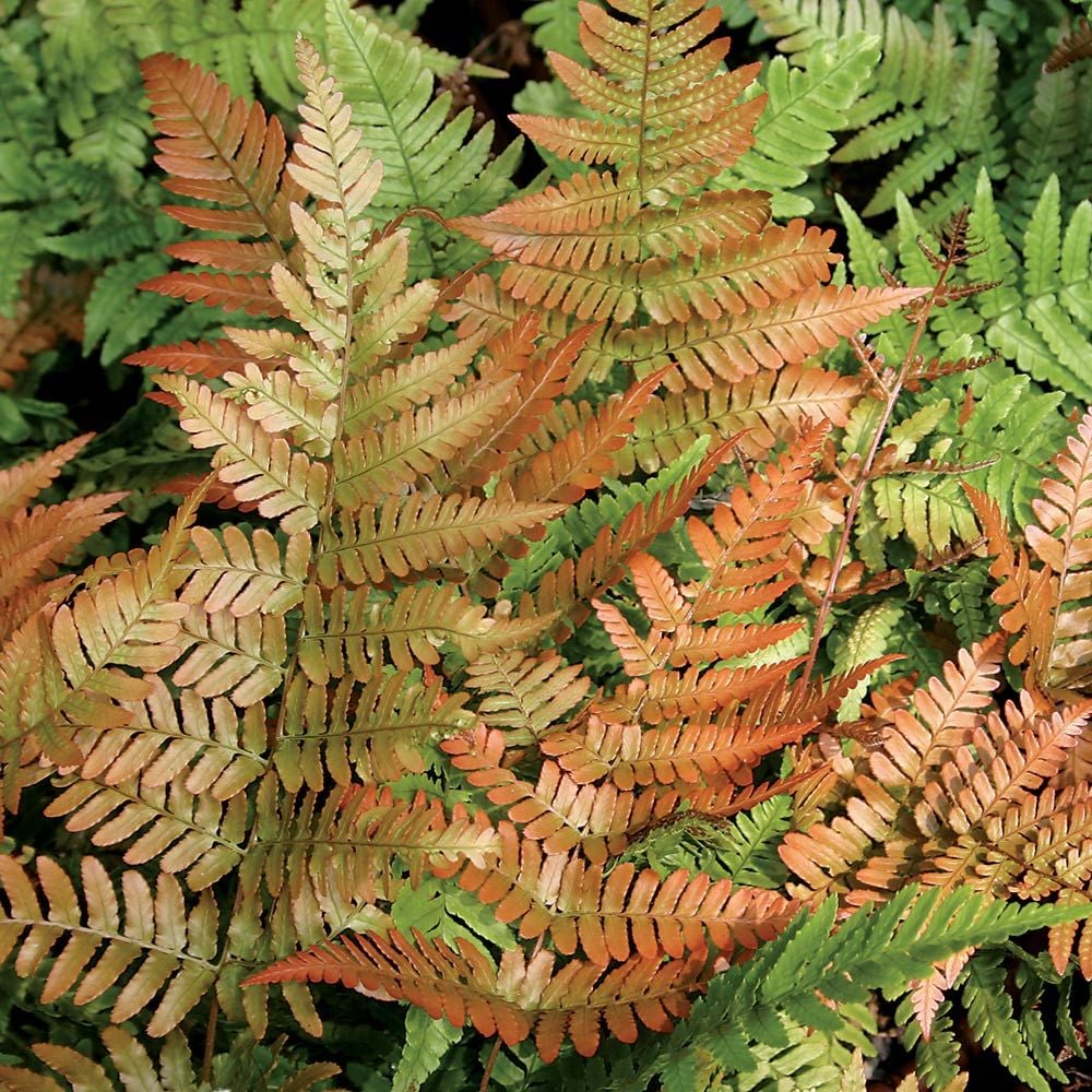Dryopteris erythrosora 'Brilliance'