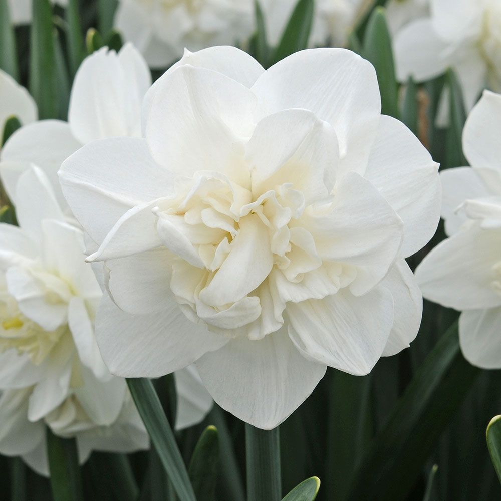 Narcissus 'Androcles'
