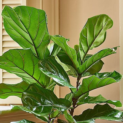 Fiddle-Leaf Fig in woven basket