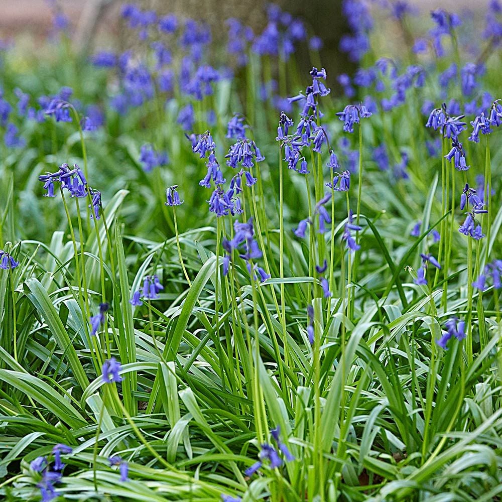Hyacinthoides non-scripta