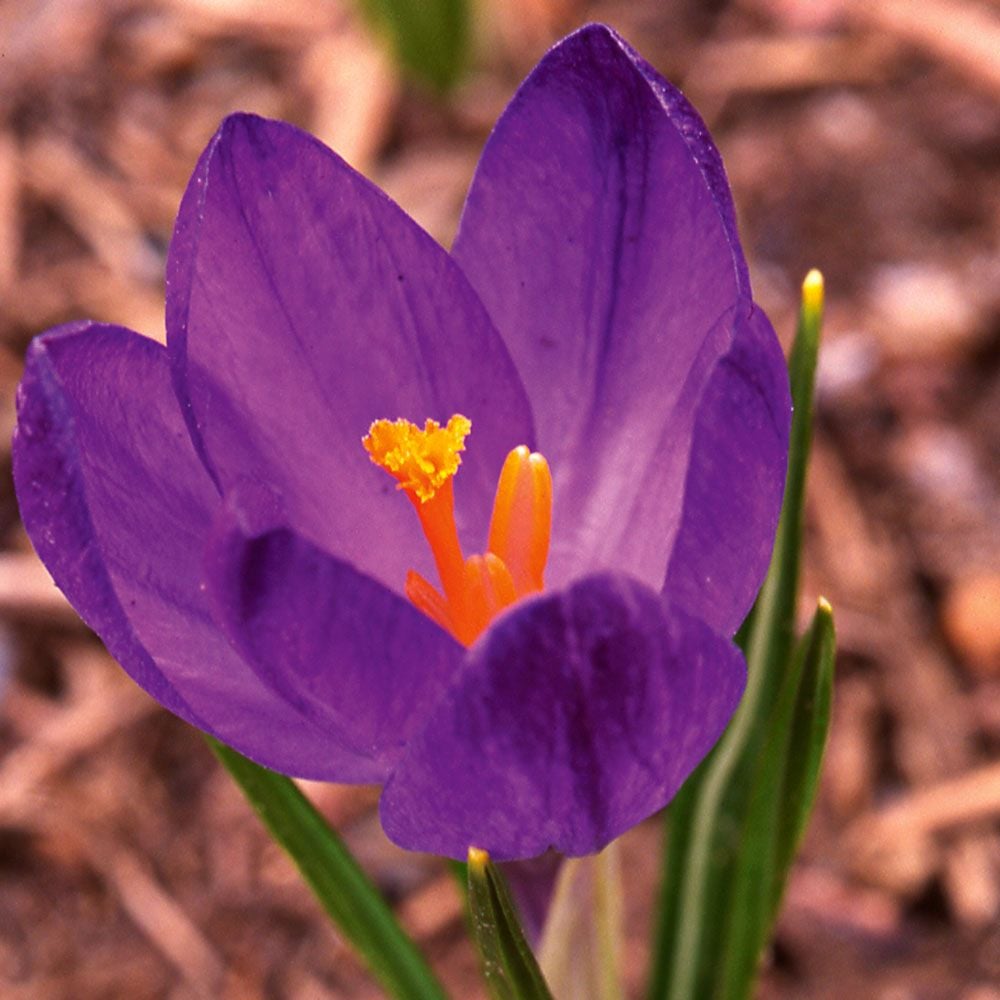 Crocus tommasinianus 'Ruby Giant'