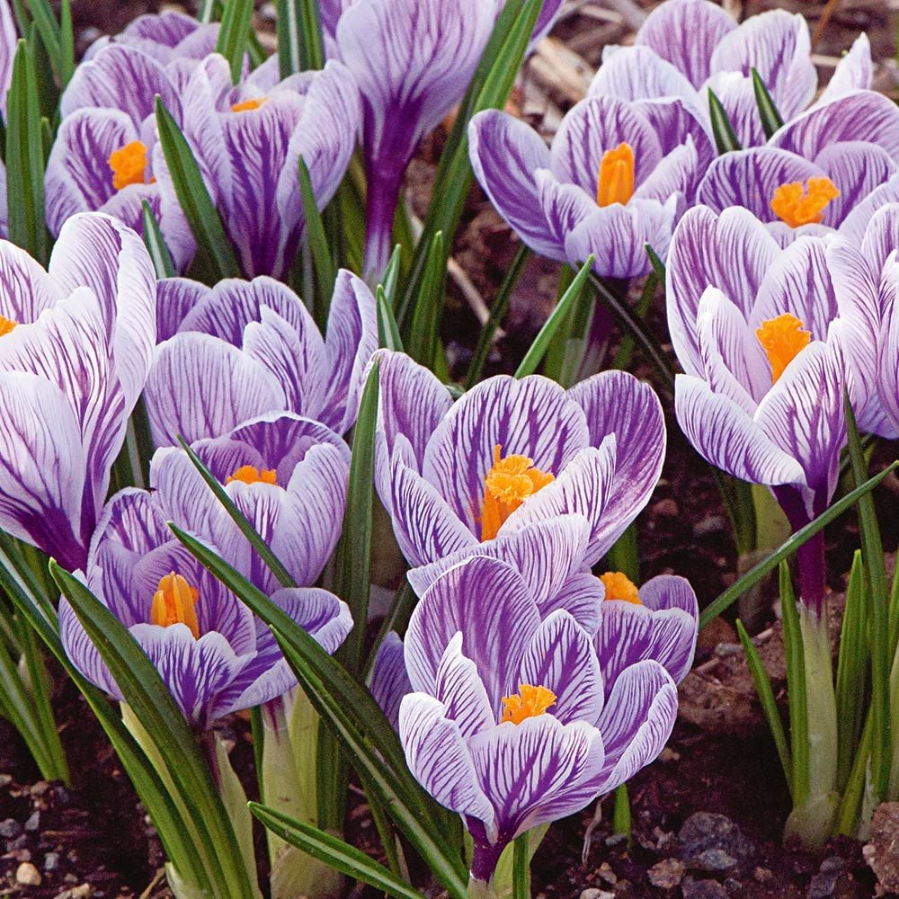 Large-Flowering Lavender Shades Crocus Mix