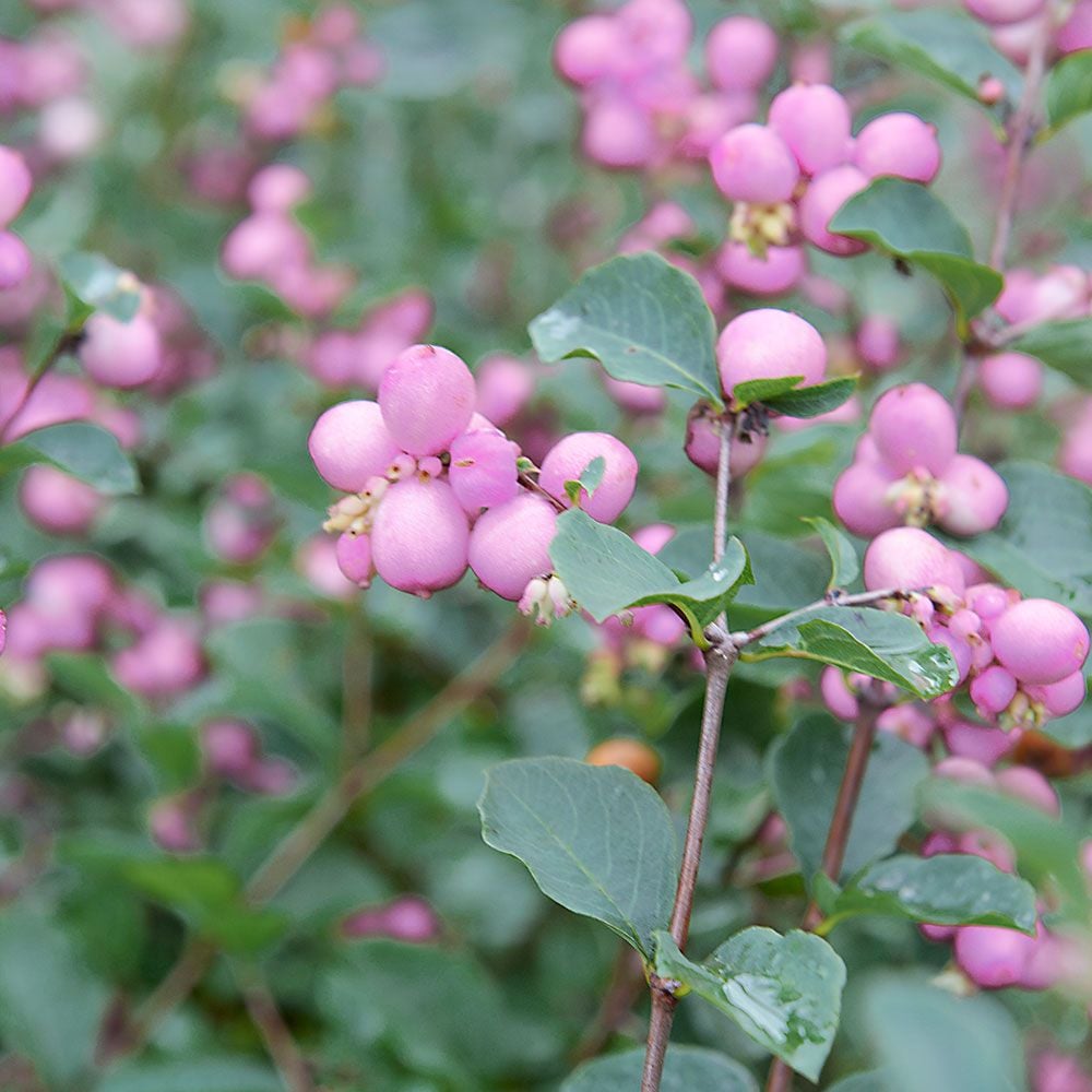 Symphoricarpos Proud Berry®