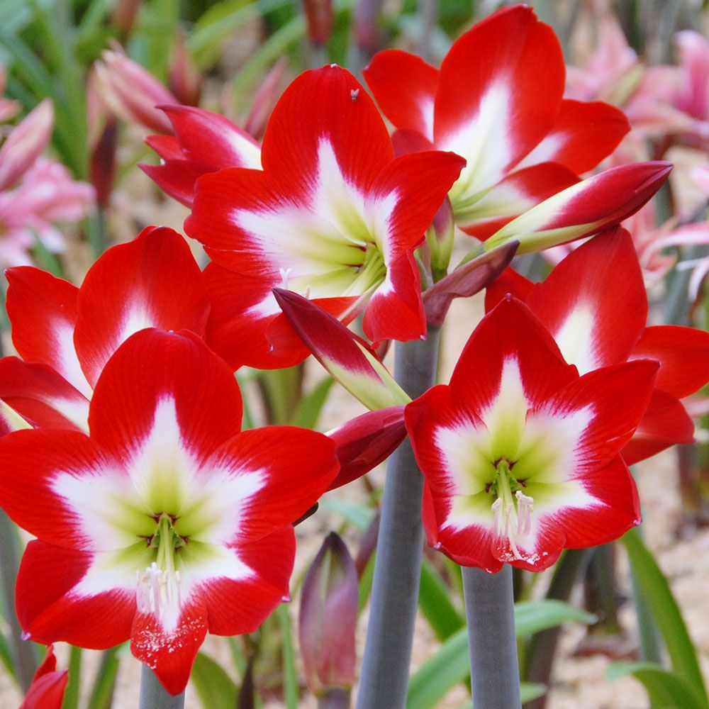 Amaryllis 'Très Chic,' two nursery pots in natural jute basket