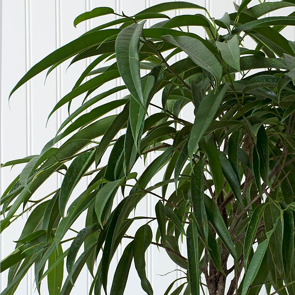 Banana-Leaf Fig in woven basket
