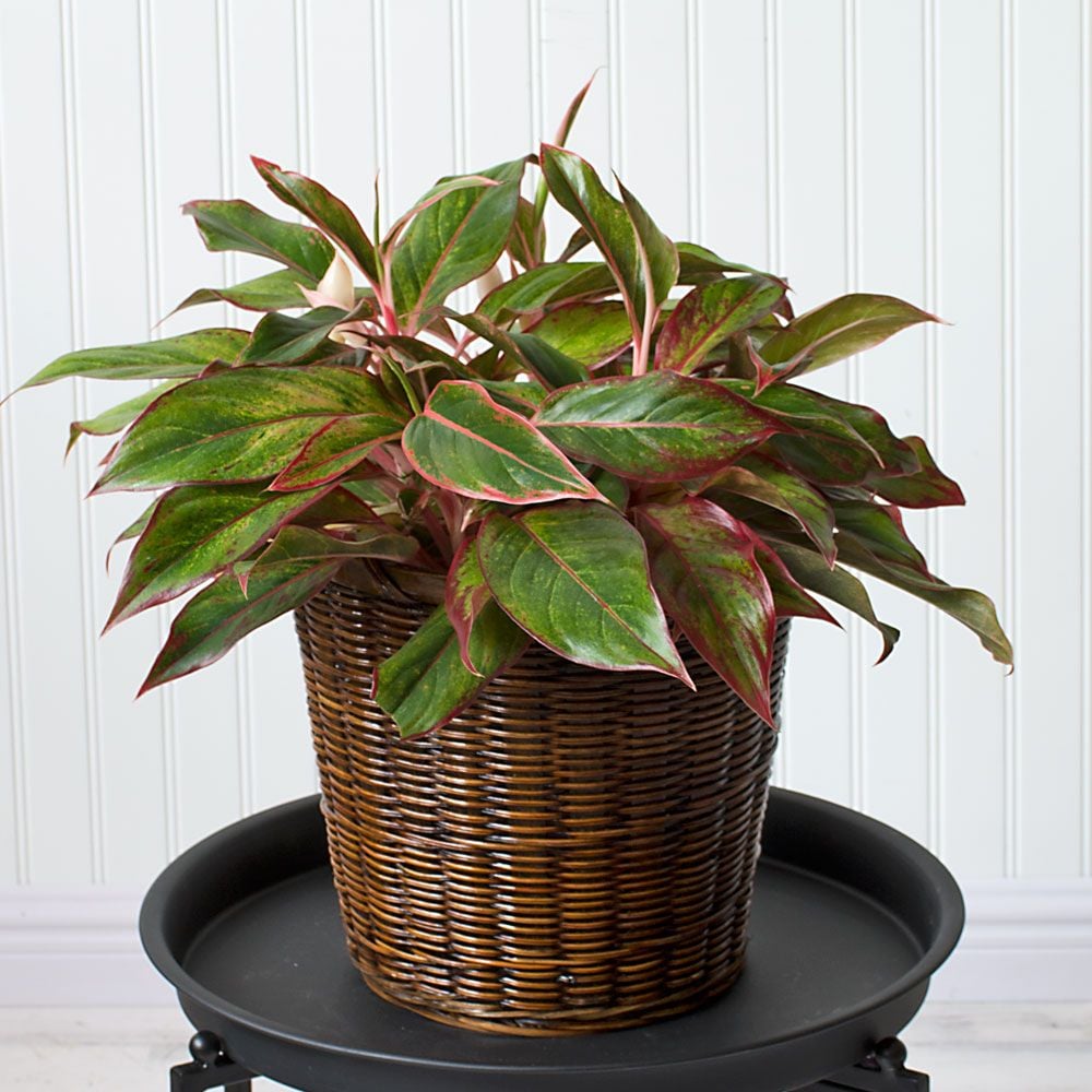 Chinese Evergreen 'Siam Aurora' in woven basket