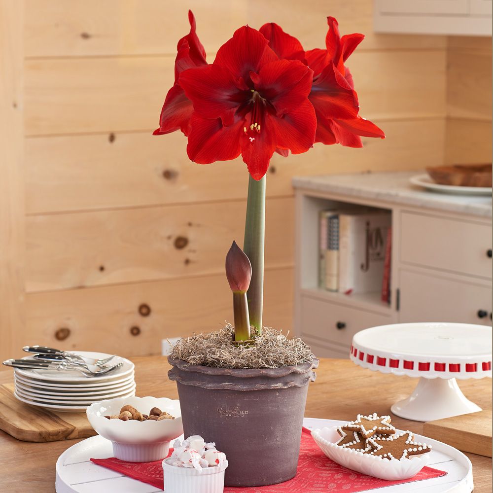 Amaryllis 'Red Cream,' in Double Piecrust pot