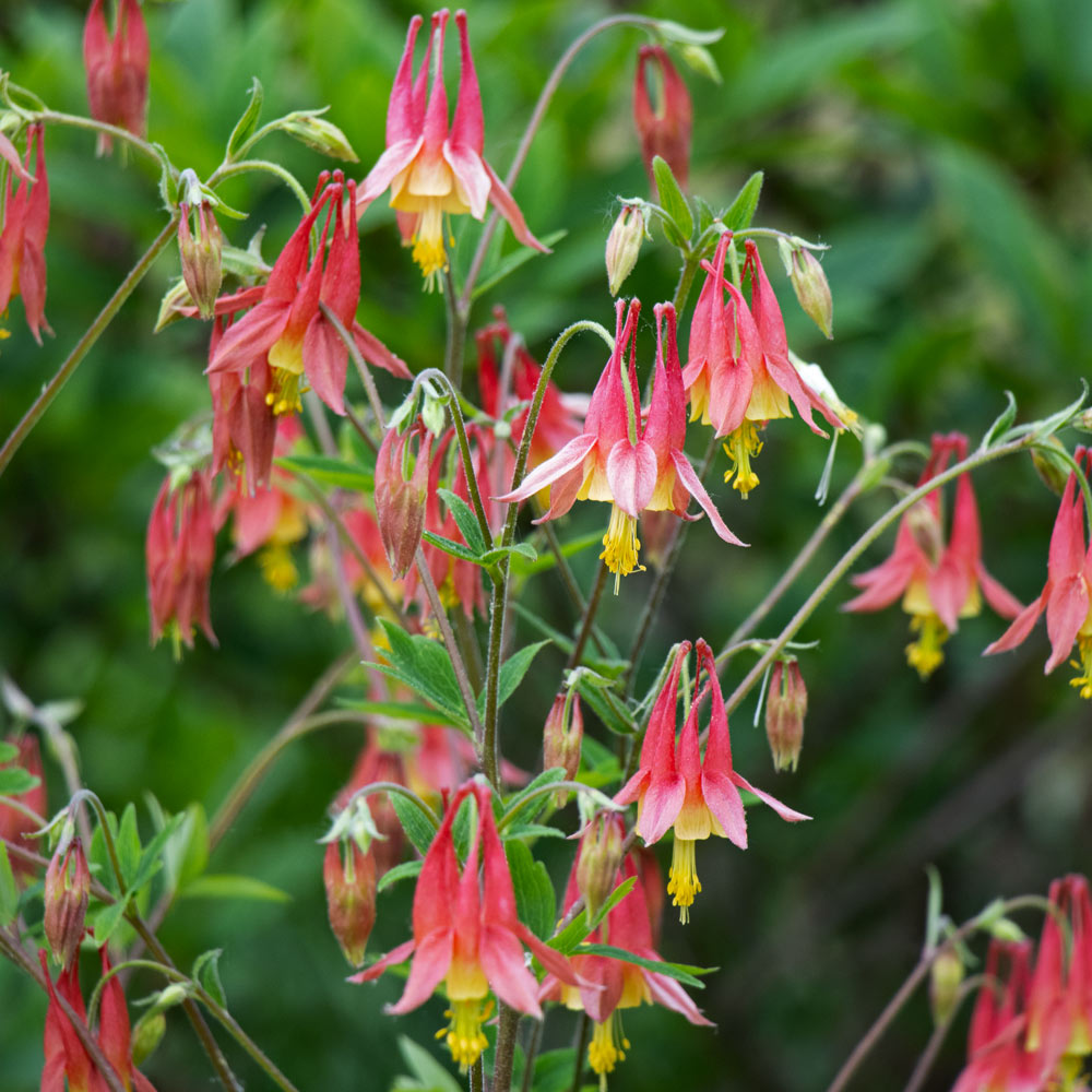 Aquilegia canadensis