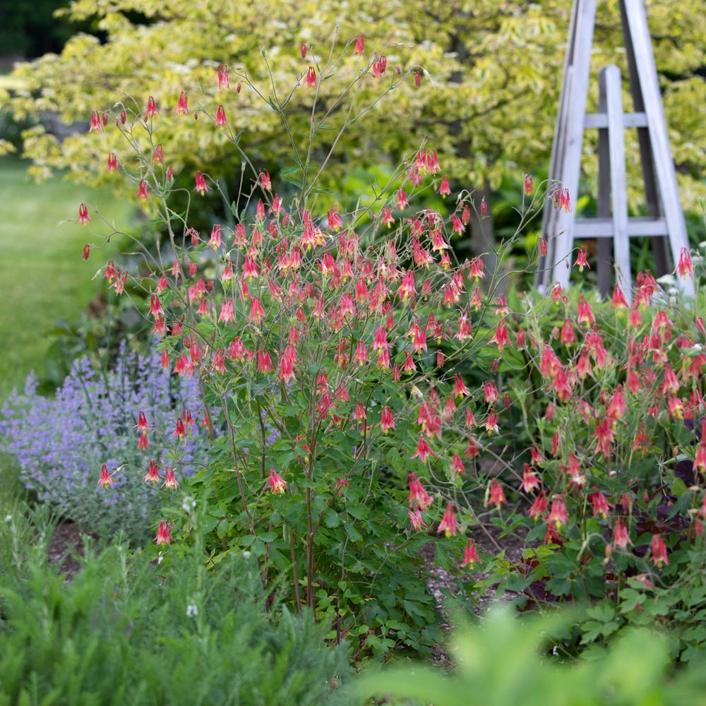 Aquilegia canadensis, tray of 32 plugs