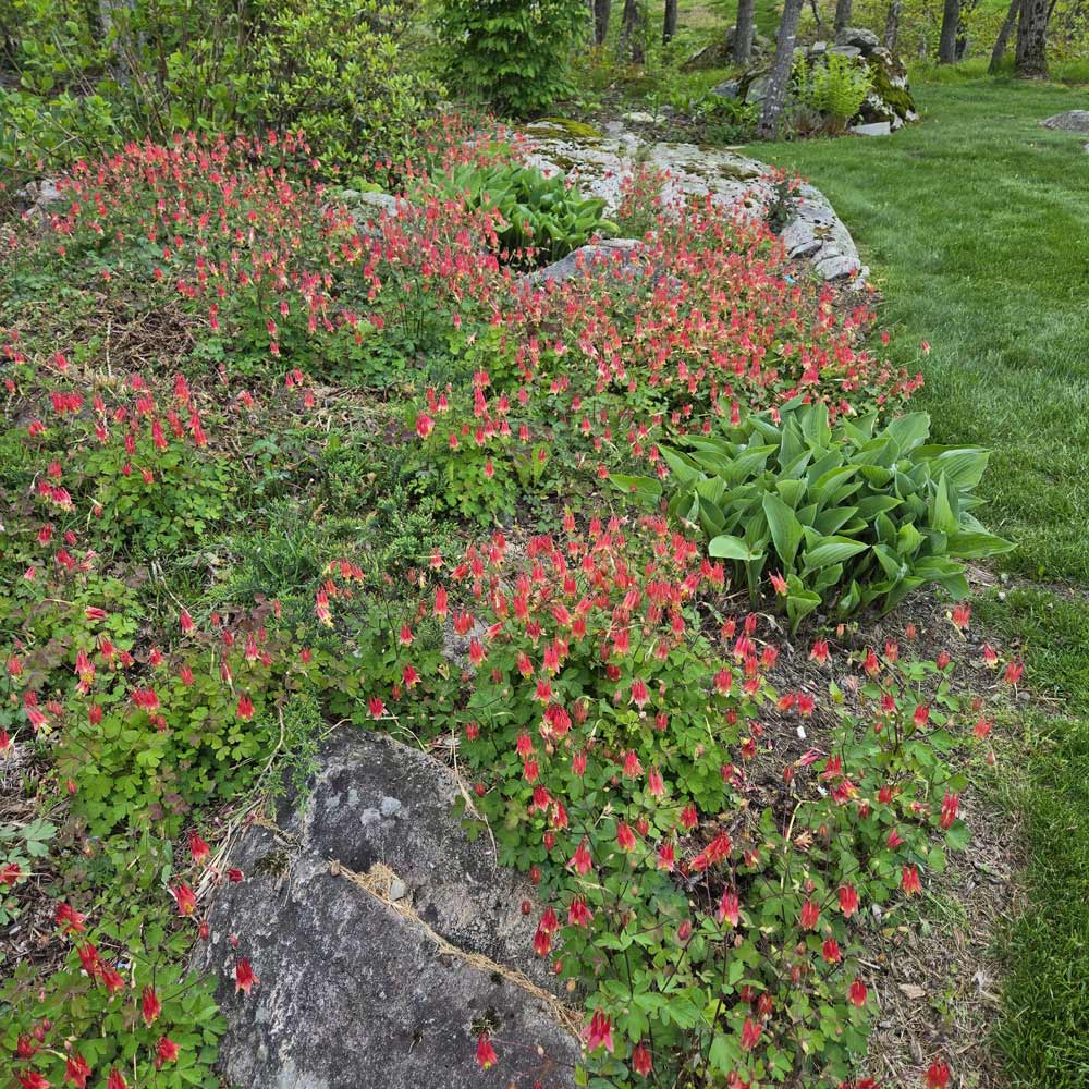 Aquilegia canadensis, tray of 32 plugs