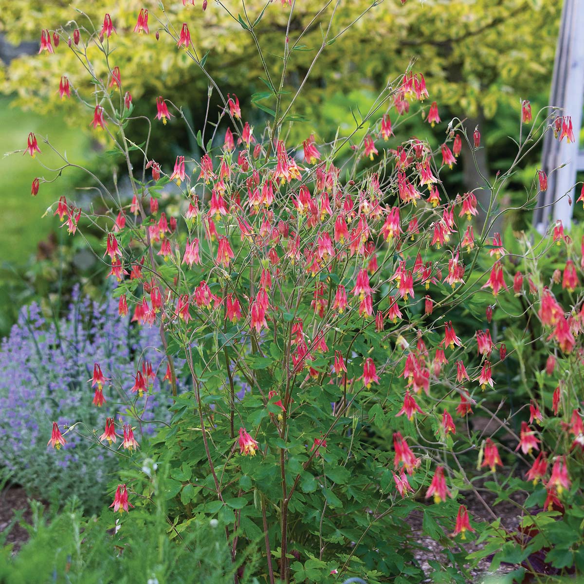 Aquilegia canadensis