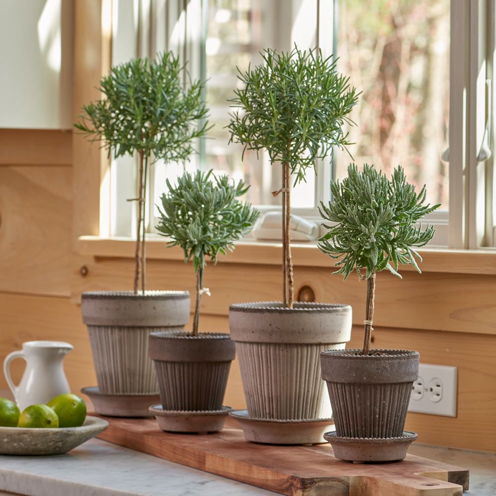 Rosemary Topiary in Gray Parisian Pot