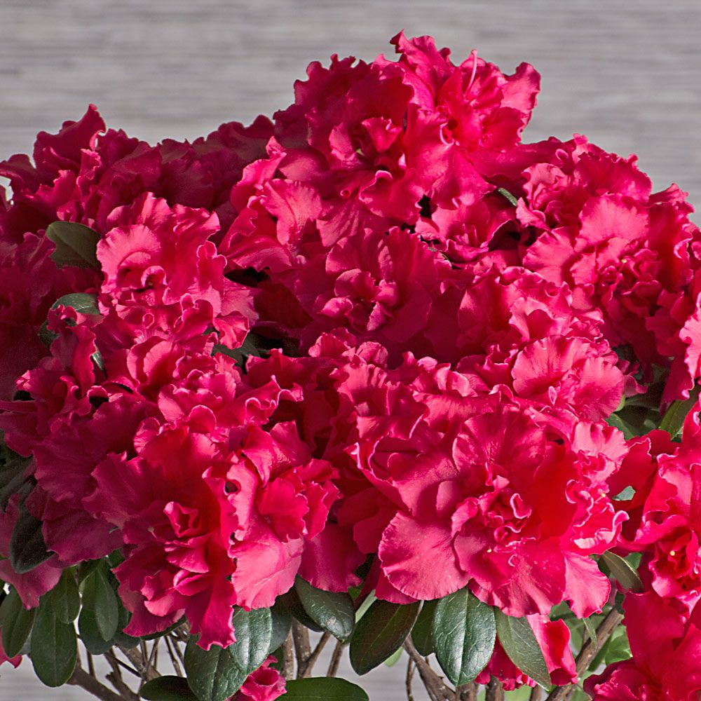 Pink Azalea Topiary in gray clay pot and saucer