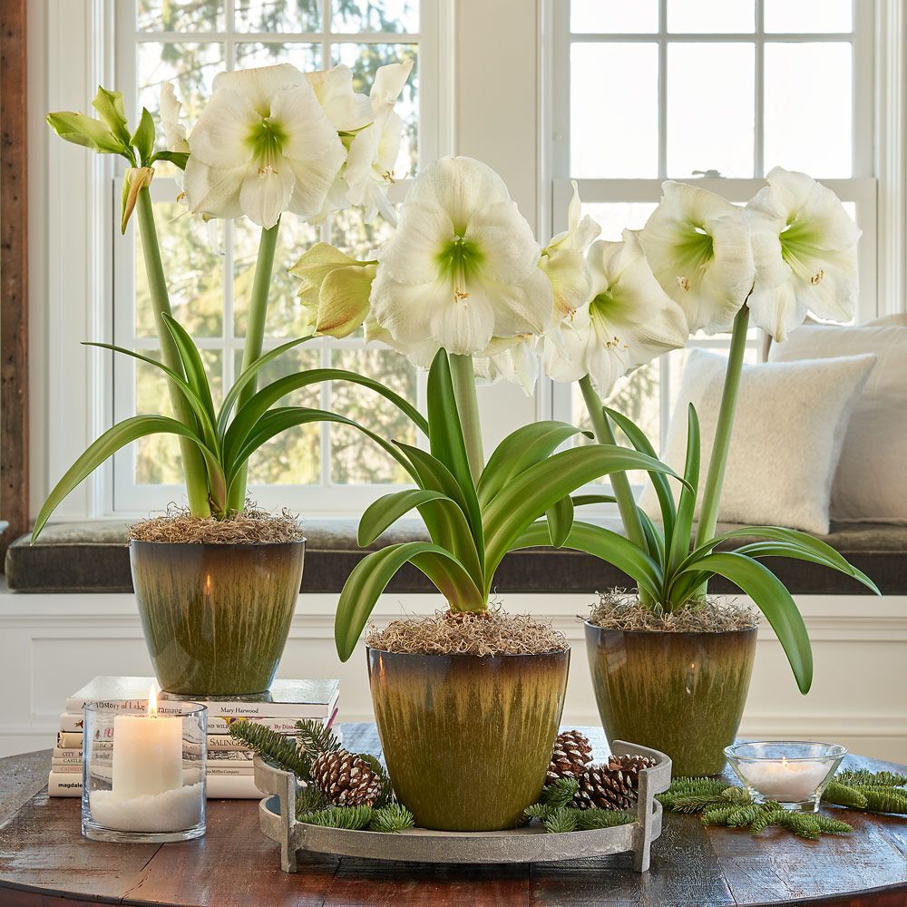 White Amaryllis in Resin Cachepots to 3 Different Addresses - Standard Shipping Included