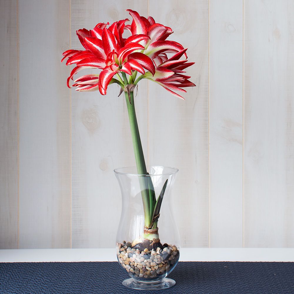 Amaryllis 'Splash,' one bulb with hurricane vase kit
