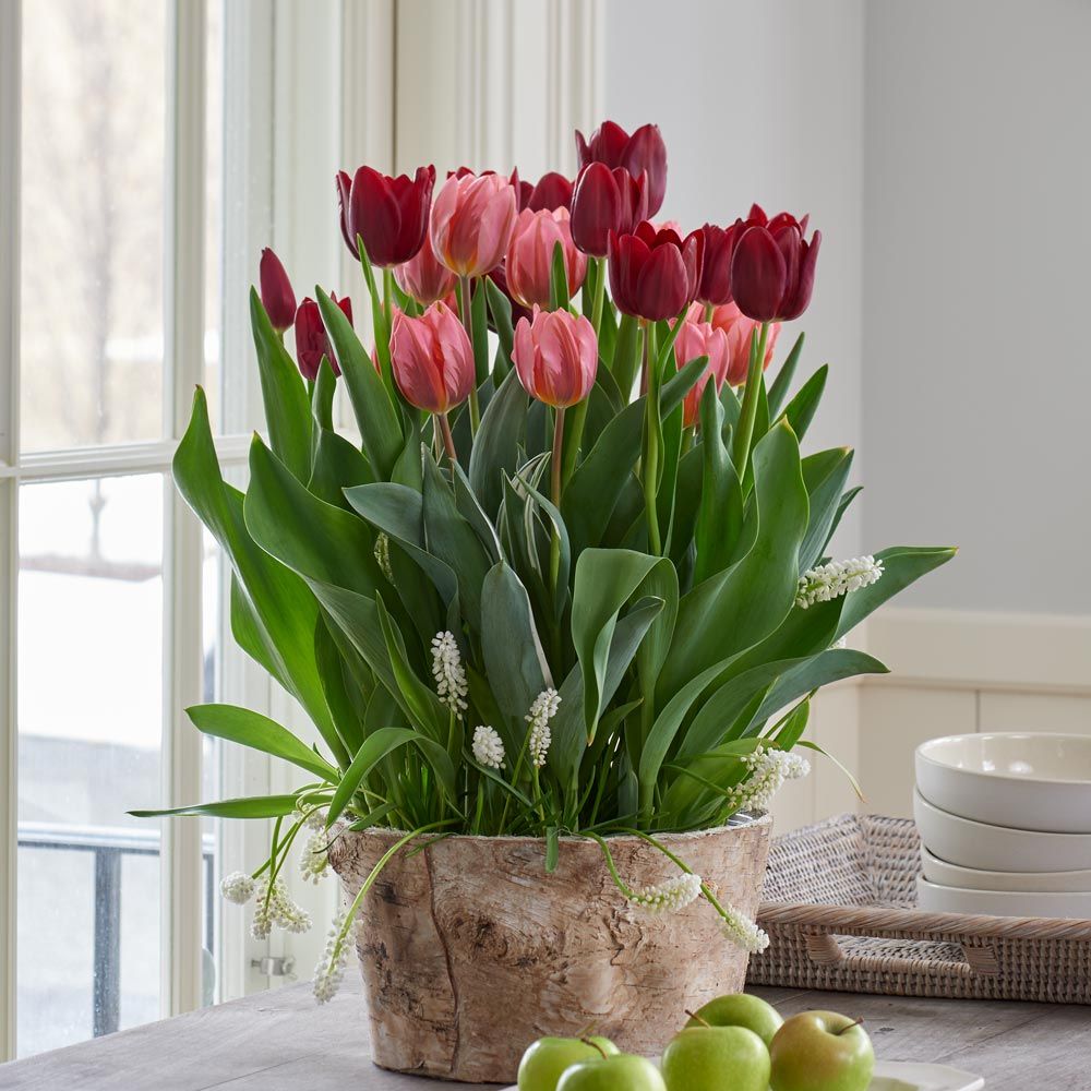 Velvet Magic Bulb Garden in large Birch basket