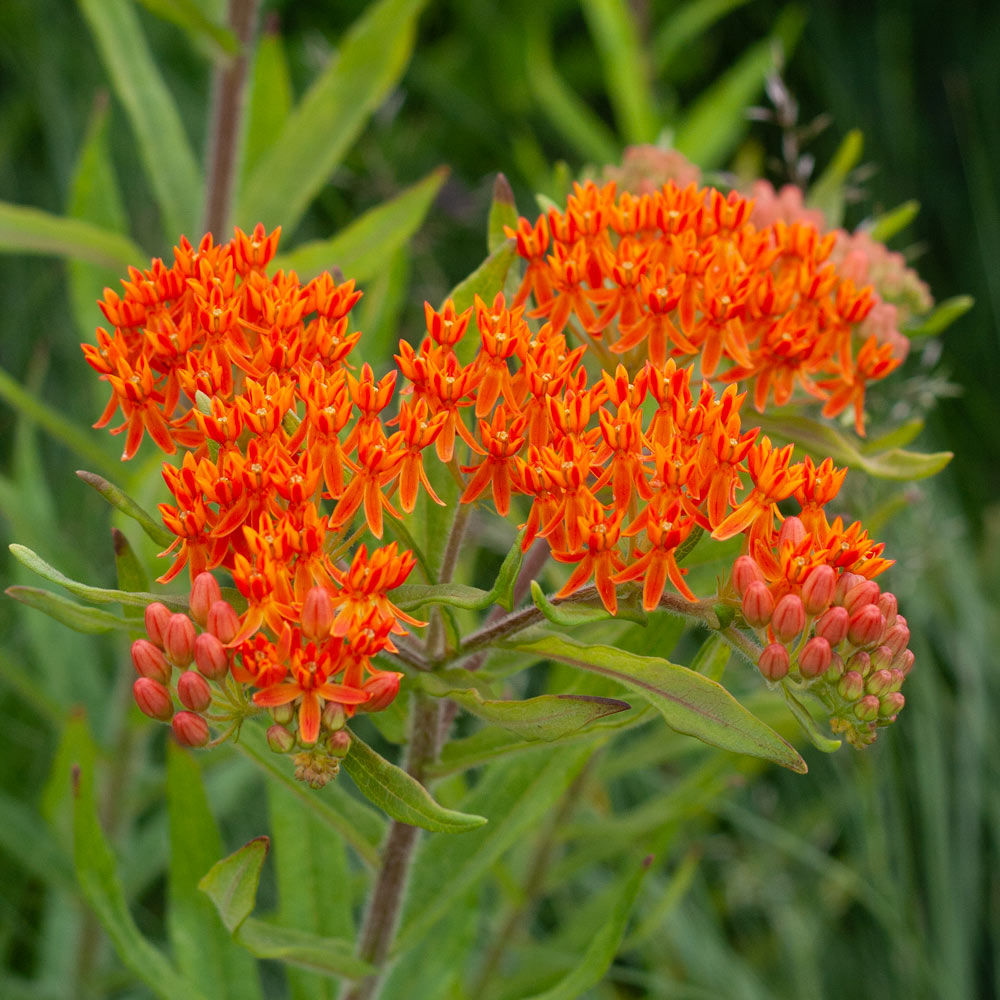 Asclepias tuberosa, tray of 50 plugs