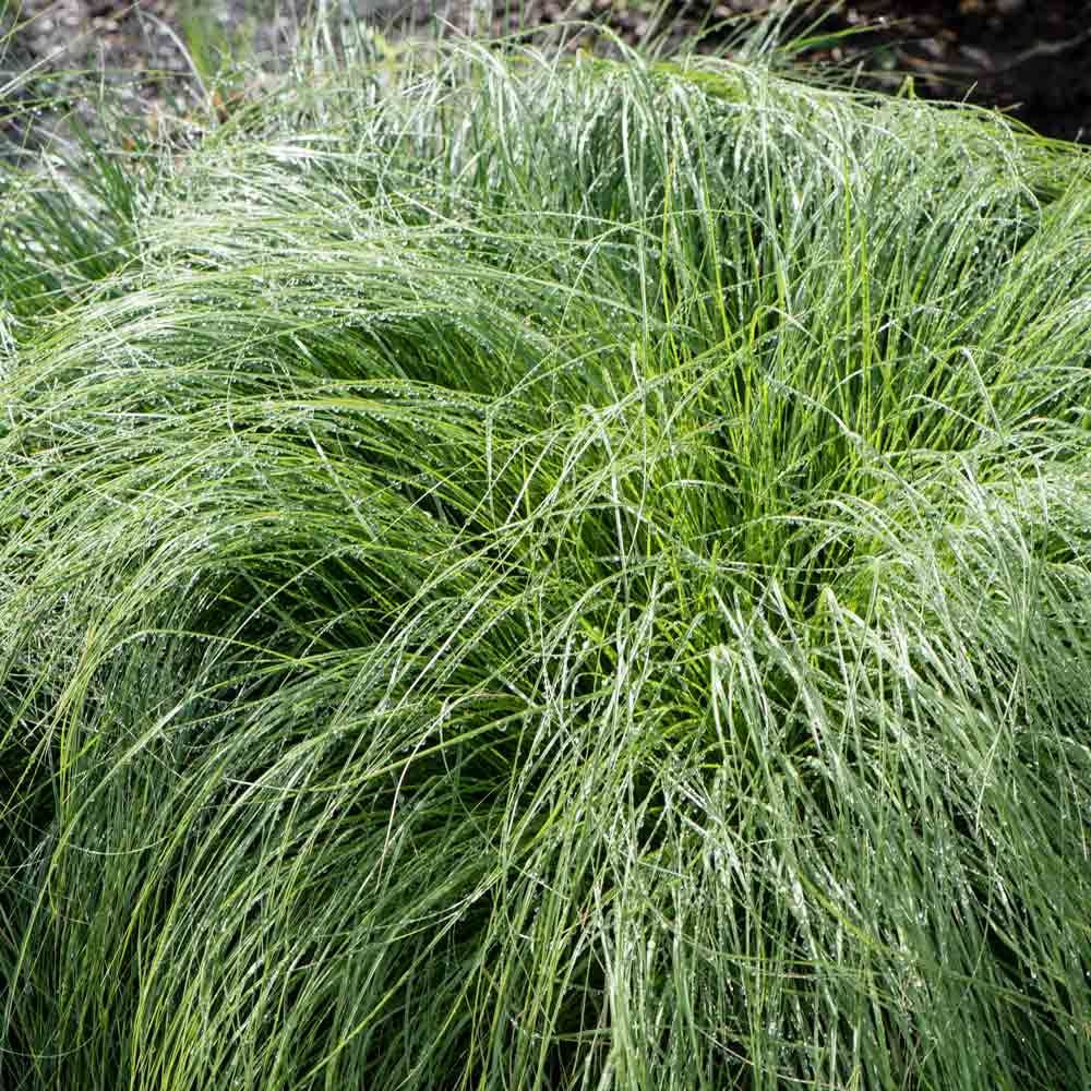 Sporobolus heterolepis