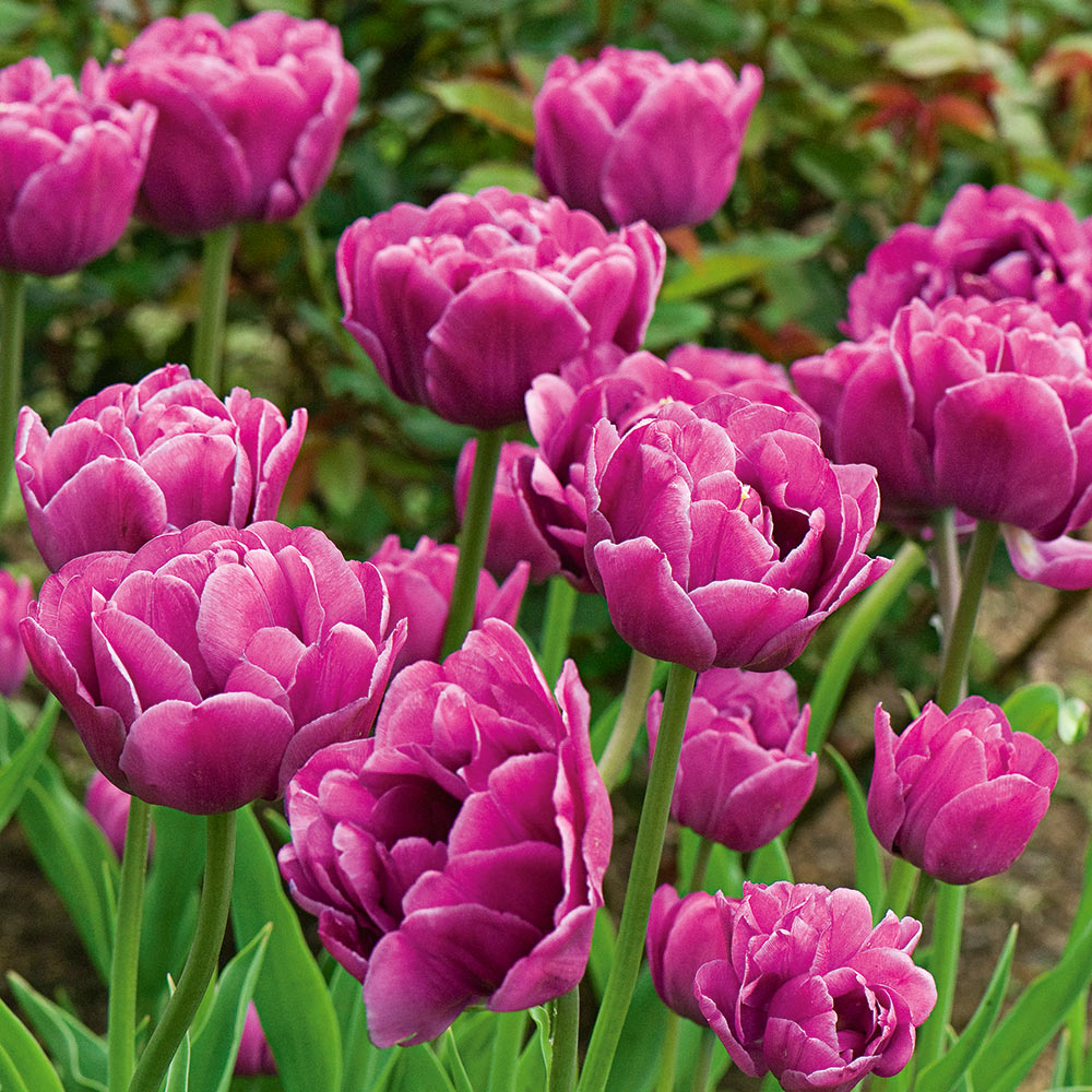 Tulip 'Backpacker'