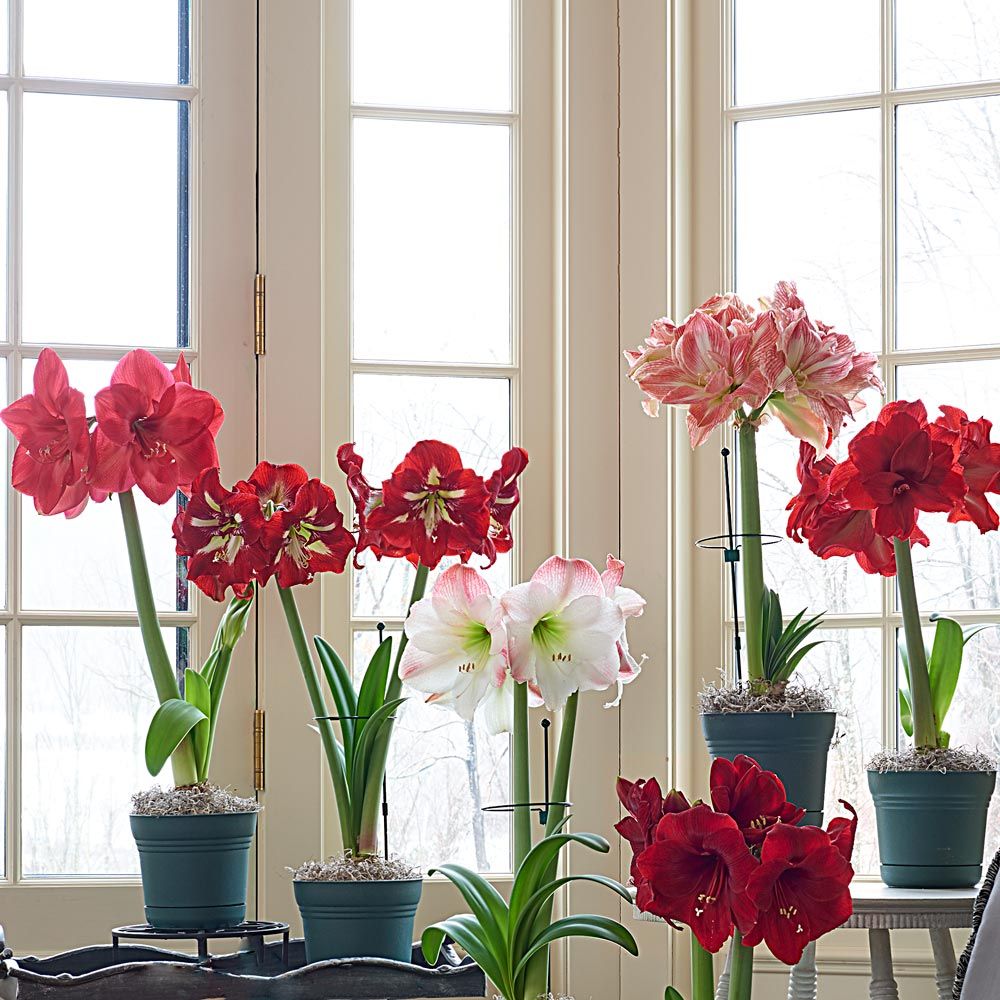 Amaryllis Sextet: 6 bulbs in nursery pots