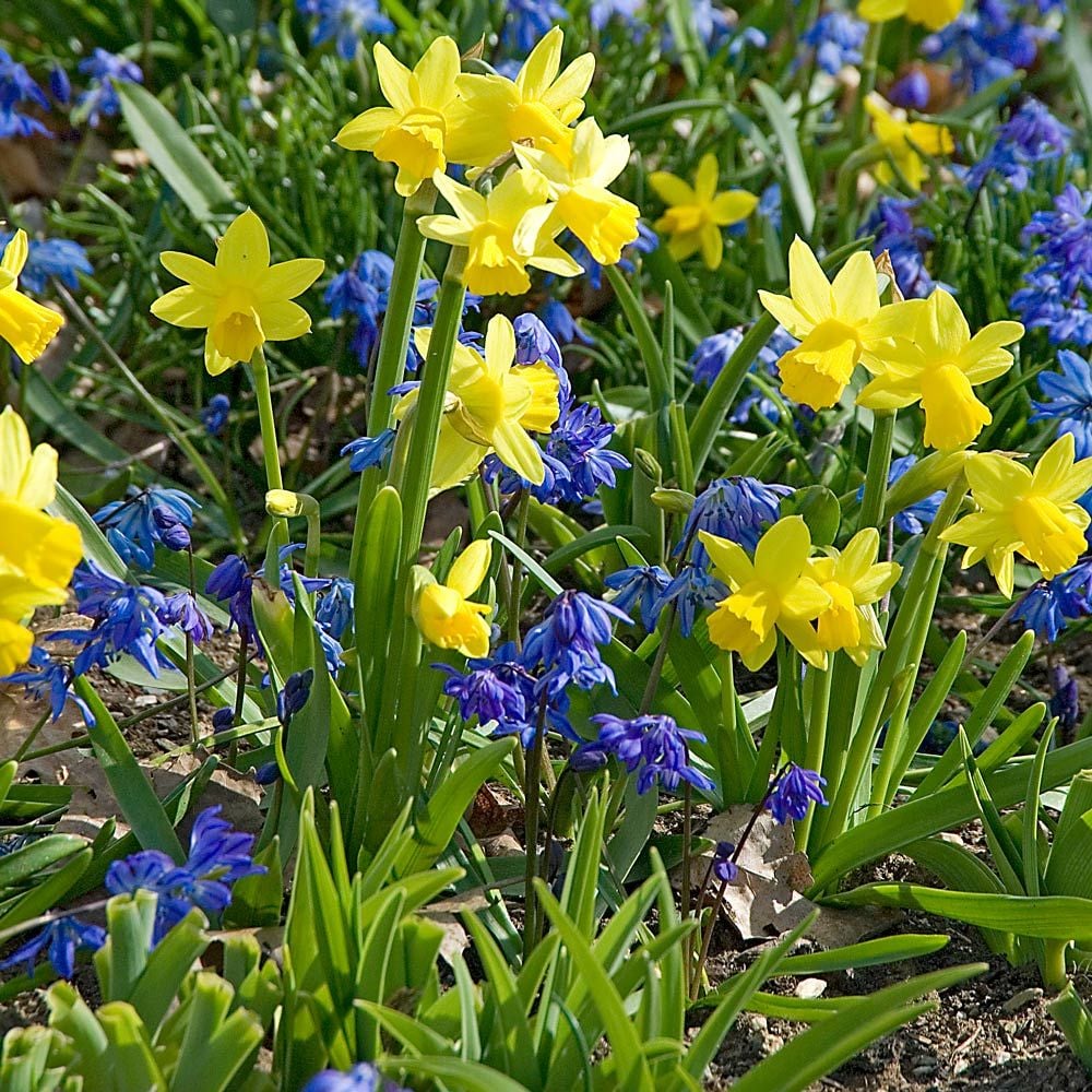 Narcissus 'Tête-à-Tête'