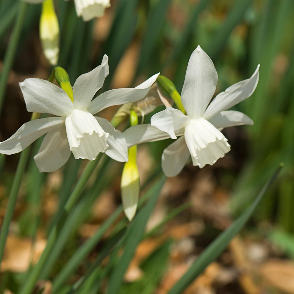 Fragrant Triandrus Narcissus Mix