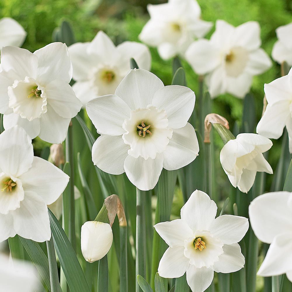 Large-Cupped Daffodil Naturalizing Mix
