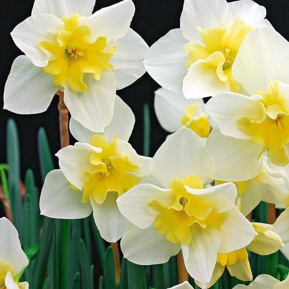 A Mix of Butterfly Daffodils