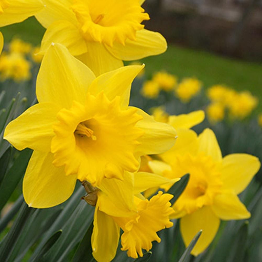 Narcissus The Classics Mix