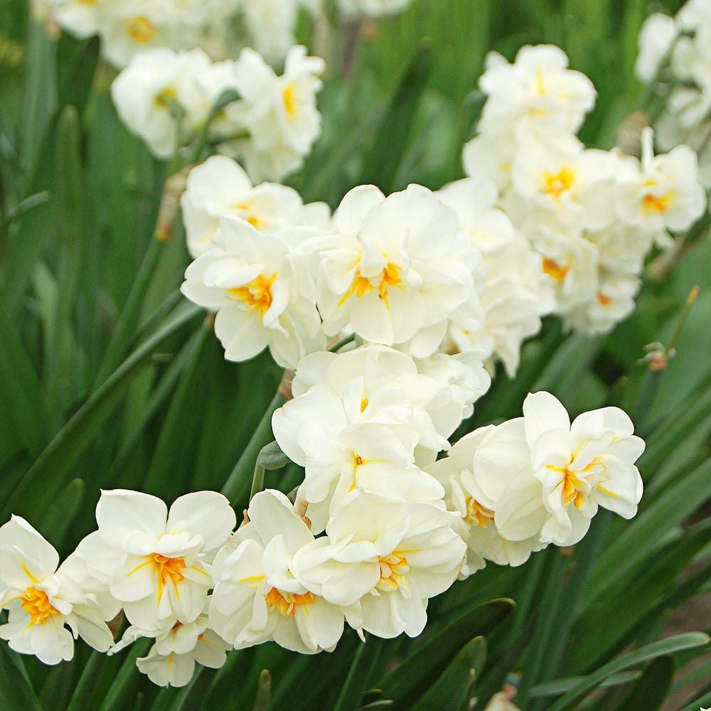 Narcissus The Classics Mix