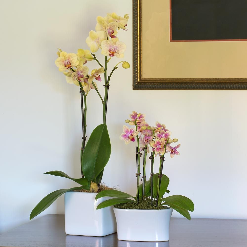 Yellow Mini Moth Orchids in 5½" white ceramic cachepot