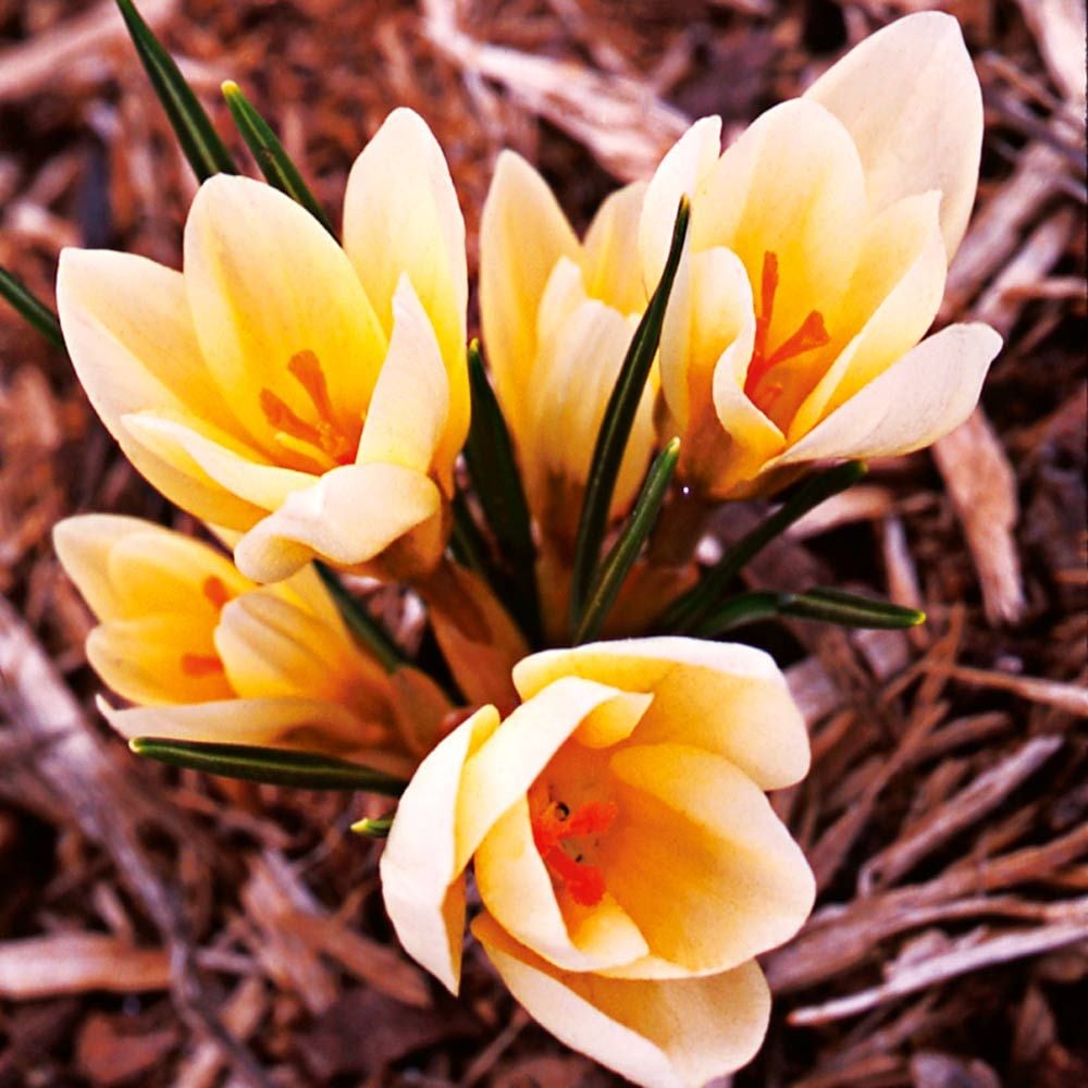 Yellow Shades Crocus Mix