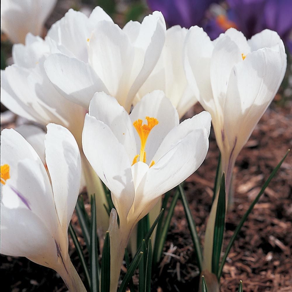 White Shades Crocus Mix