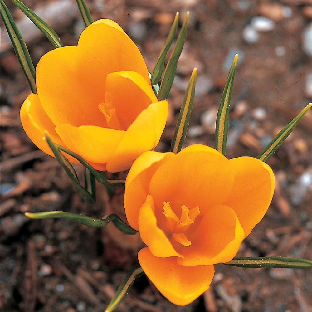 Yellow Shades Crocus Mix