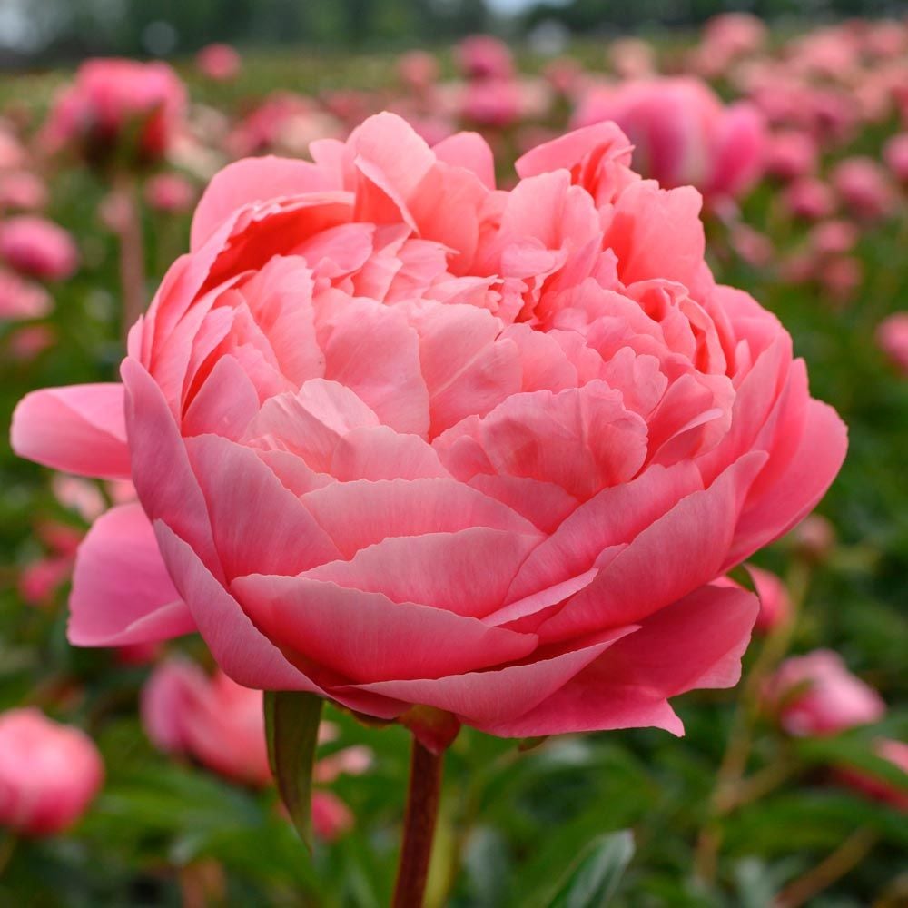 Peony 'Coral Charm'