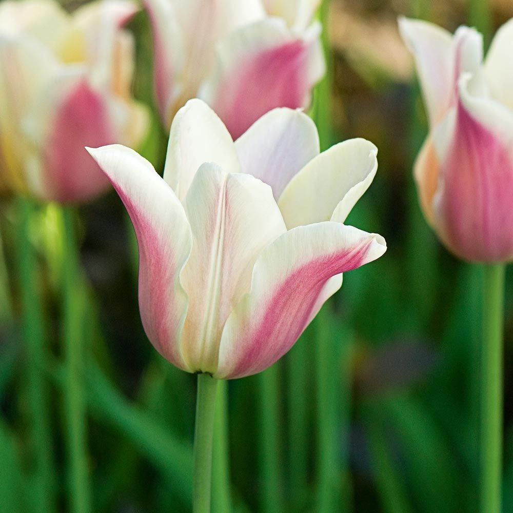 Tulip 'Sanne'